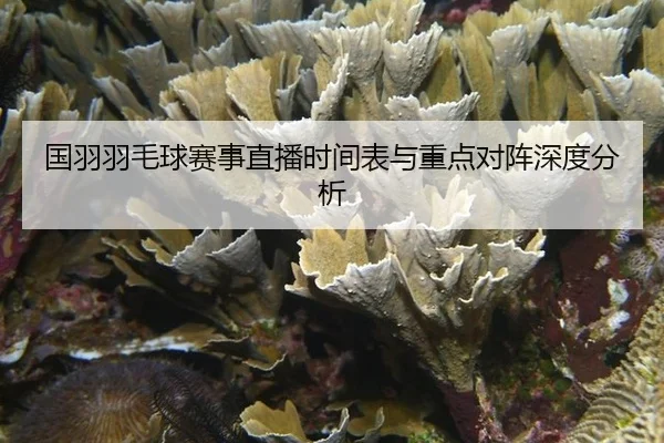 国羽羽毛球赛事直播时间表与重点对阵深度分析